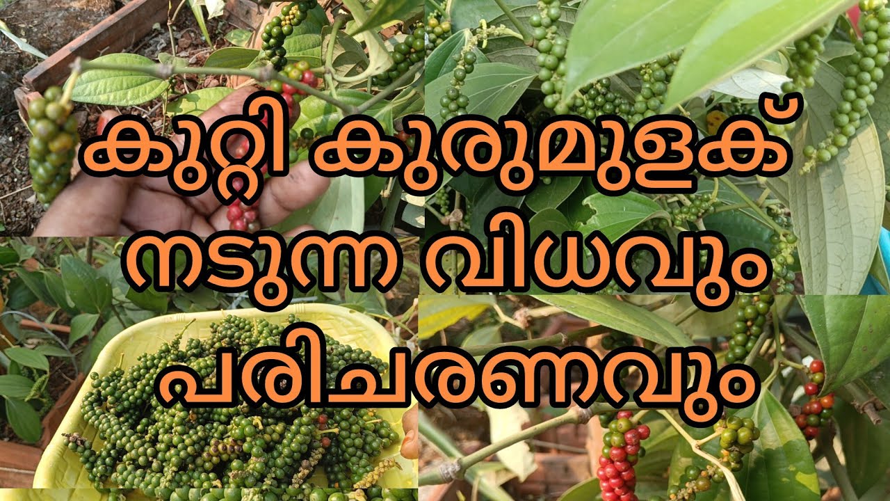 കുറ്റിക്കുരുമുളക് നിറയെ കായ്ക്കാനുള്ള ടിപ്സ് .Tips for bushy pepper plants to bear more fruit.