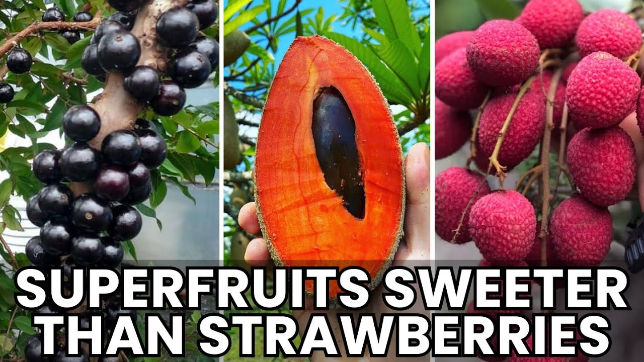 7 Rare Superfruits Sweeter Than Strawberries & Can Boost Health Naturally (Most People Don’t Know)