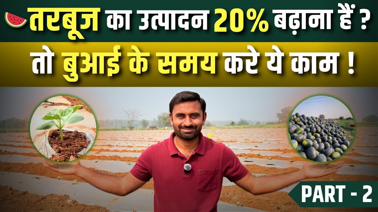 तरबूज🍉का उत्पादन बढ़ाने के SECRET TRICKS🤑| Tarbuj kheti PART-2 | #watermelon_farming | #tarbooj