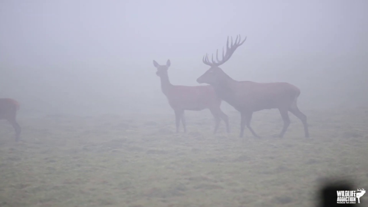 Red deer Rut 2019 | Veluwe, the Netherlands | Part 2 | Wildlife Addiction | HD 1080