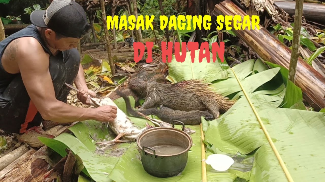 MASAK PEDAS DAGING PELANDUK SEGAR DI PONDOK TENGAH HUTAN