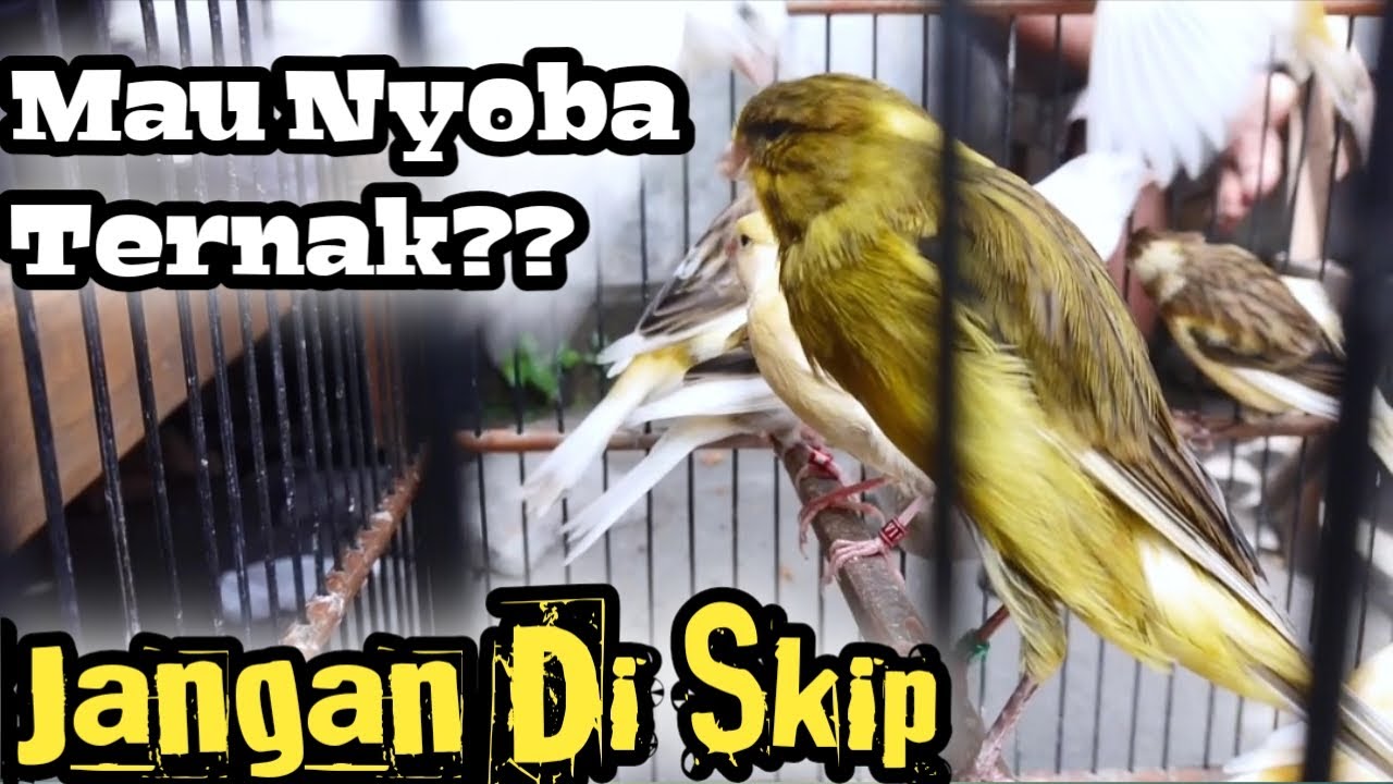 Milih Kenari Betina Tepat, Kunci Cetak Anakan Postur Idaman