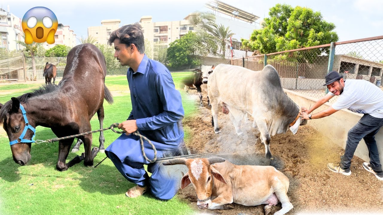 HAMARE ZOO KI COWS OR HORSE BABY ACTING SEEKH GAYA