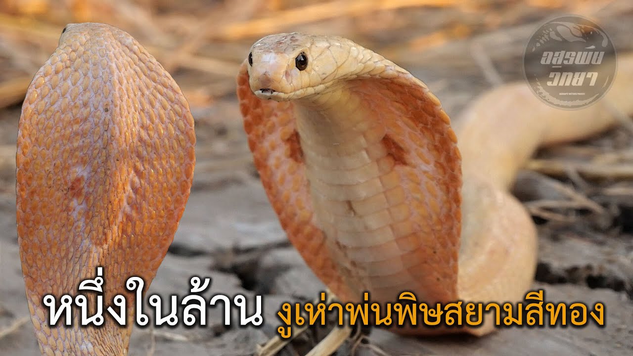 หนึ่งในล้าน!! งูเห่าพ่นพิษสยามสีทอง อสรพิษวิทยา EP.162
