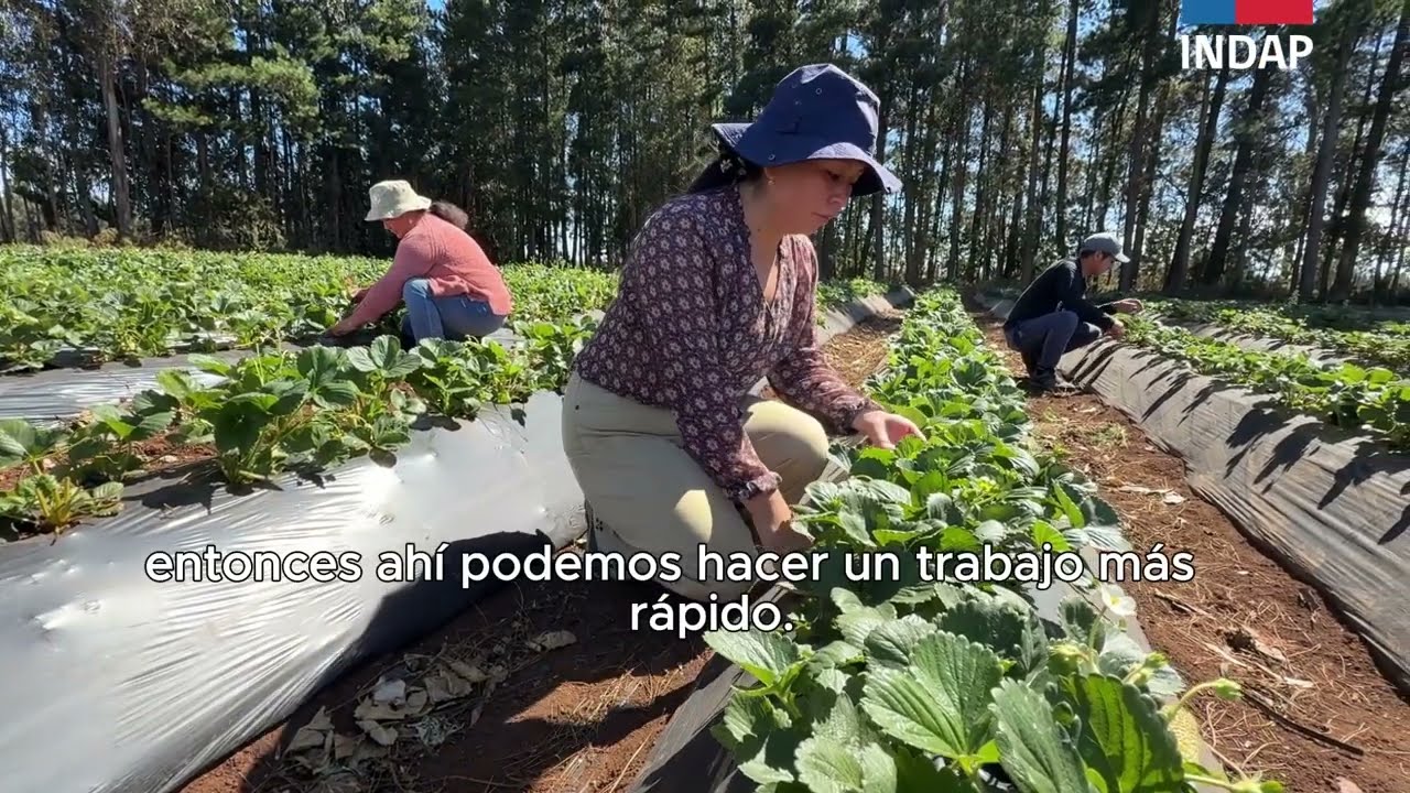 8M 2026 - Mujeres que cultivan futuro