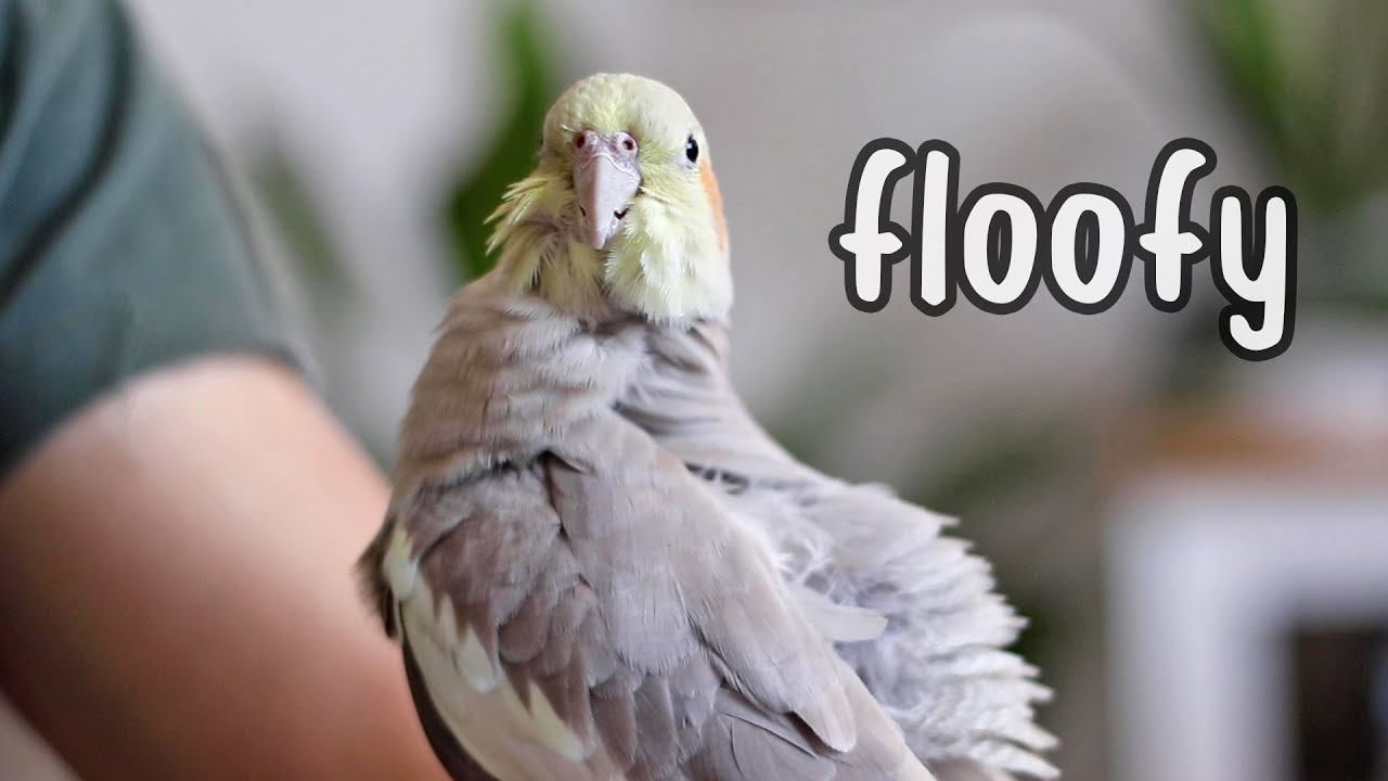 Cockatiels Preening (Very Floofy Close Ups!)