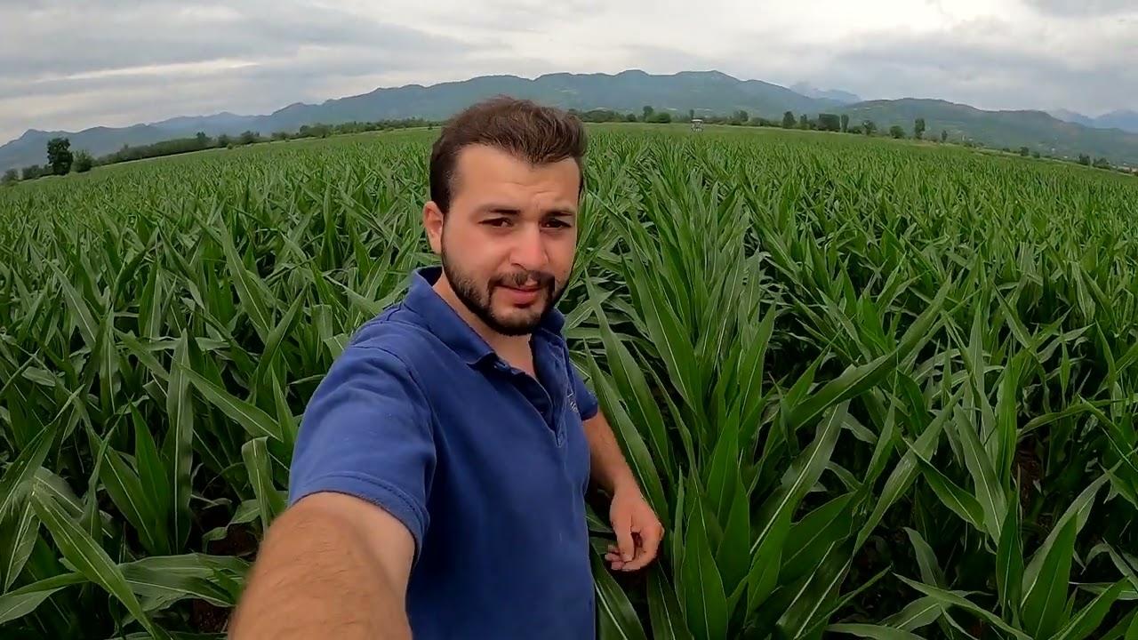 Görevimiz Mısır 🌽 || Hastalık ve Zararlılara Karşı Mücadele