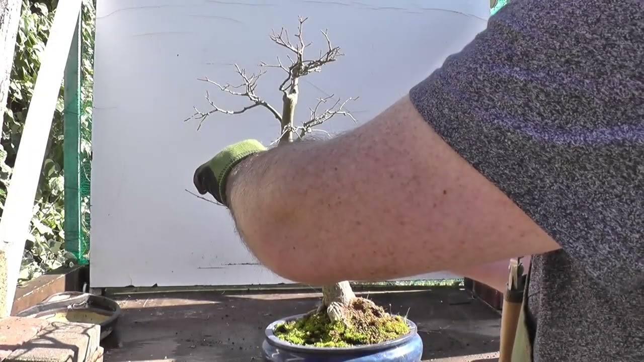 How To Re-design for a twin trunk Japanese Maple @delsbonsais
