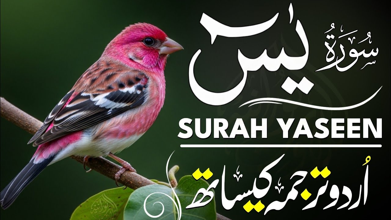 Surah Yaseen Full With Urdu Translation | Heart Touching Tilawat | قاری منصور غزنوی EP|010