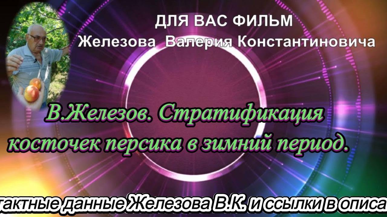 В. Железов.  Стратификация косточек персика в зимний период.