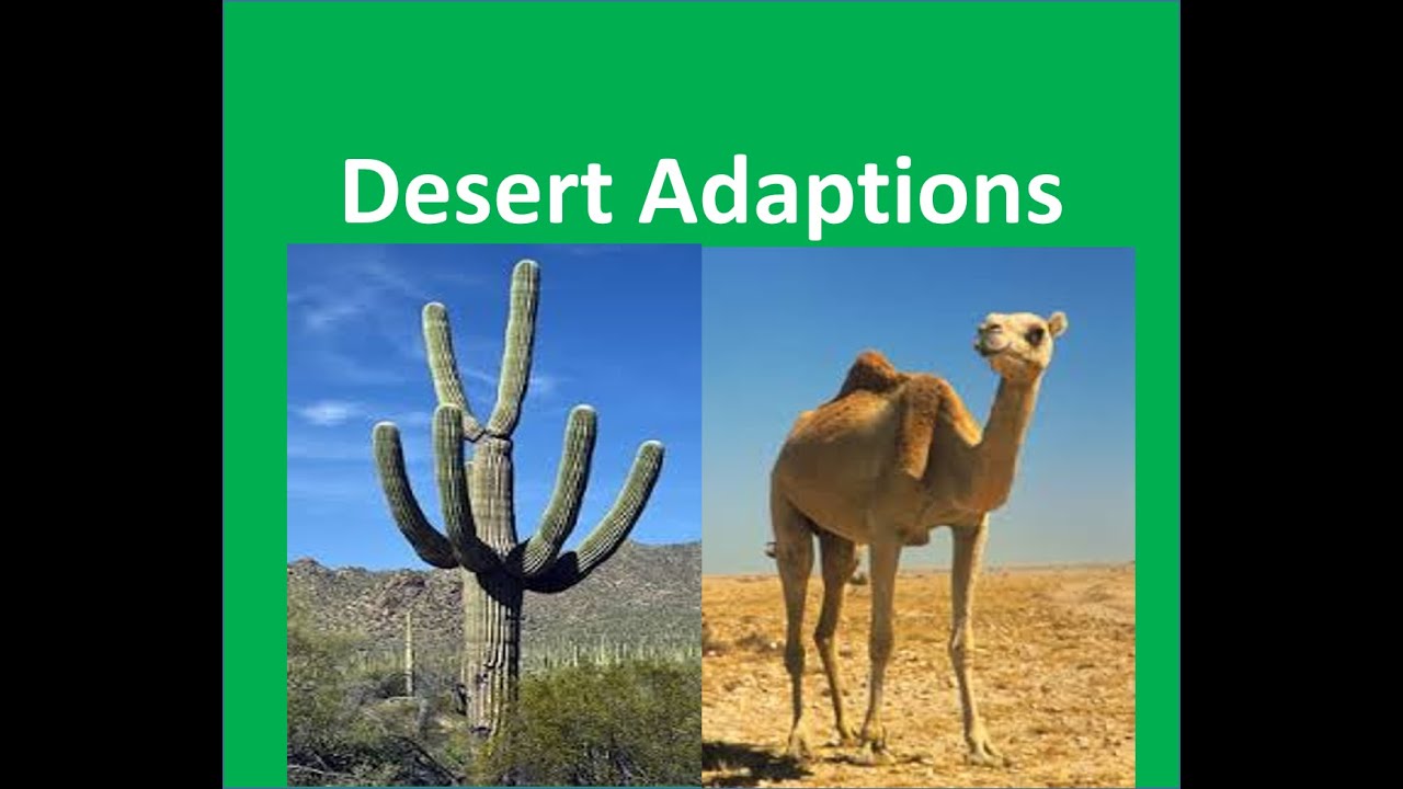 Desert Plants and Animals adaptations -For Kids