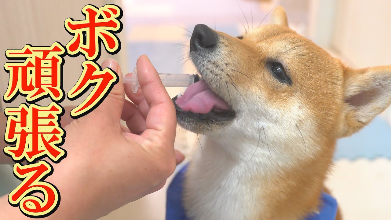 アレルギーと闘う柴犬の変化と協力的な姿勢に、感謝の気持ちでいっぱいになりました。