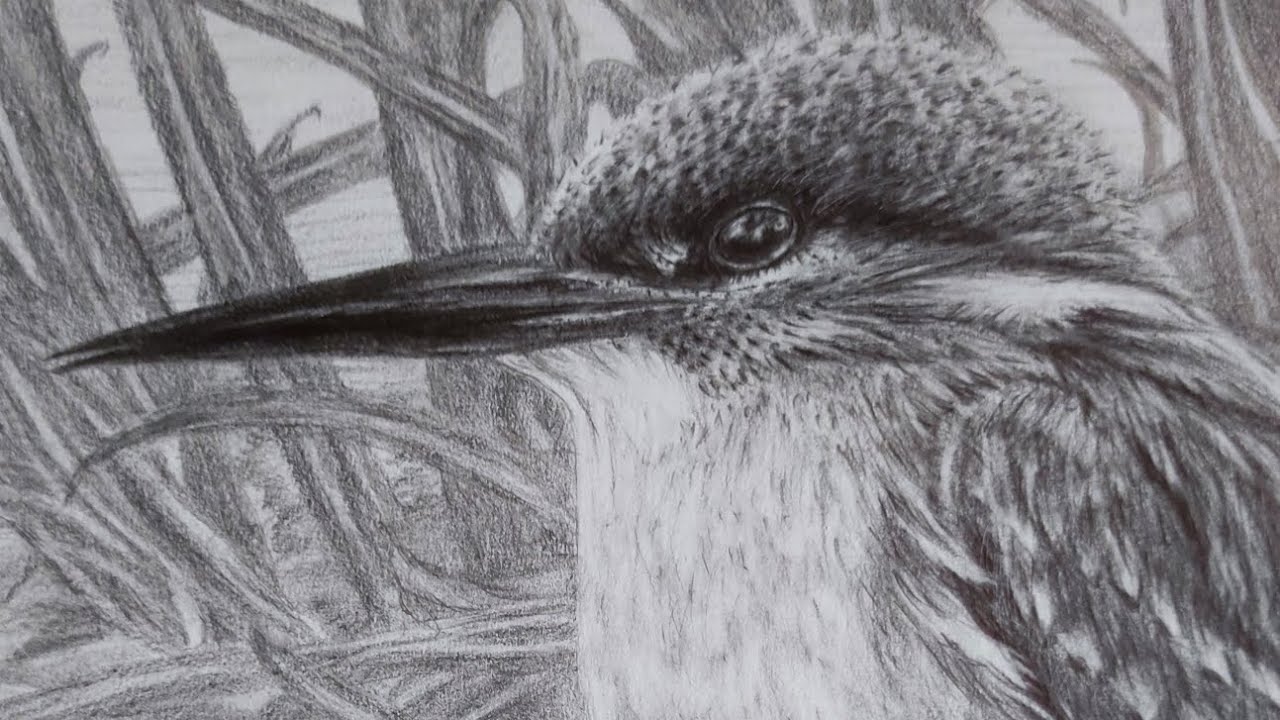 Common Kingfisher drawing study | by Jez Campbell 2026 ☮︎.