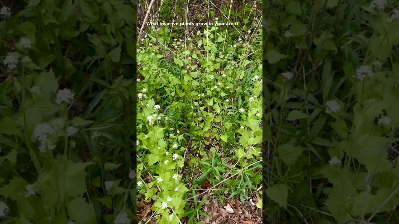 Garlic Mustard - Invasive Plant or Beneficial Edible Herb? 