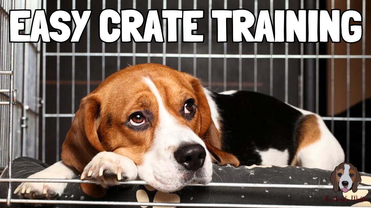 Should I Crate Train My Dog?
