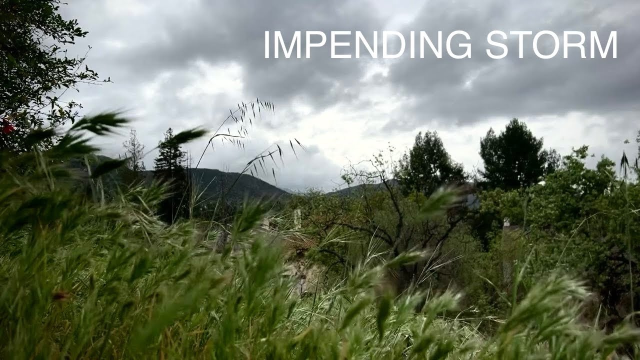 Storm Nature Sounds 🌩 Windy Afternoon Before Rain (No Music)