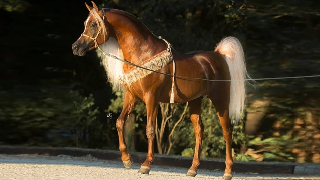 🏆 أفضل خيول الإنتاج المصرية في العالم 2025 (2) 🏆 Best Straight Egyptian Sires In The World 2025