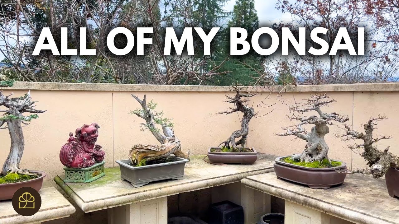 How Many Bonsai Trees I Have & How Old They Are | Q&A