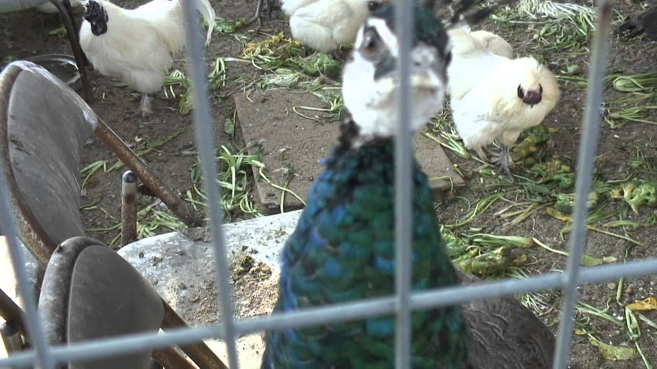 かつて蔵王山展望台にあった鳥小屋（平成１８年撮影）