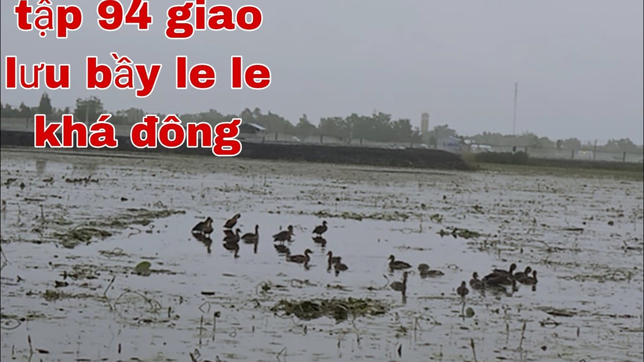 tập 94 bầy le le khá đông bẫy gặp sự cố