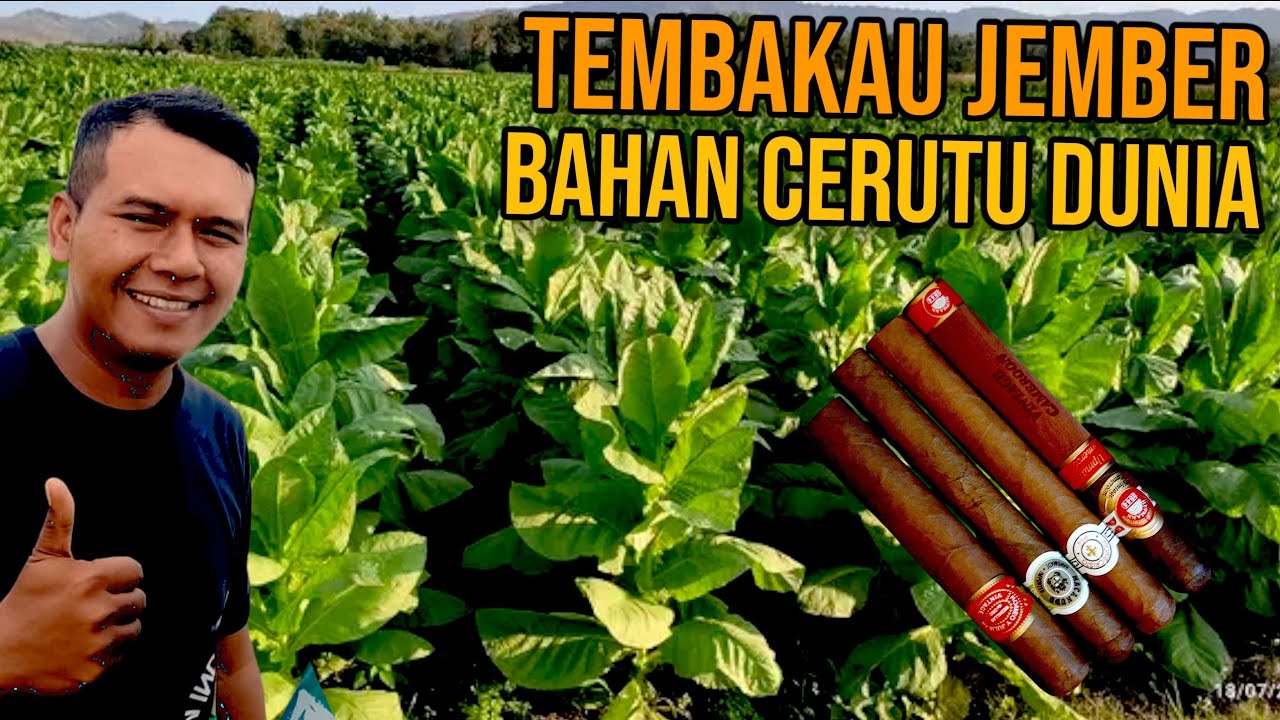 Tembakau NAOS Jember | tembakau cerutu jember | Tembakau Na oogst jember