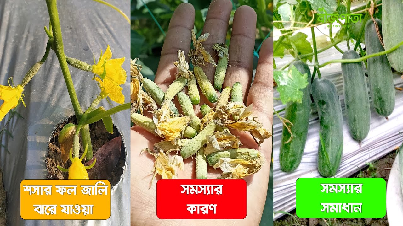 শসার #ফুল_জালি ঝরে পড়ার কারণ ও সমাধান । #Cucumber Female Flower Fruit Dropping Problem and Solution