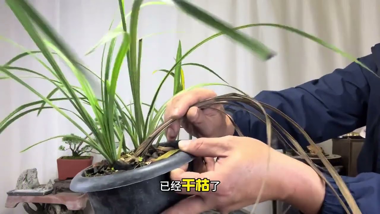 如何区分兰花是“退草”还是茎腐软腐病？很实用！赶紧看看 园艺师教你，新手区分兰花是茎腐病软腐病还是自然退草的技巧。#春兰 #兰花退草 #汪字