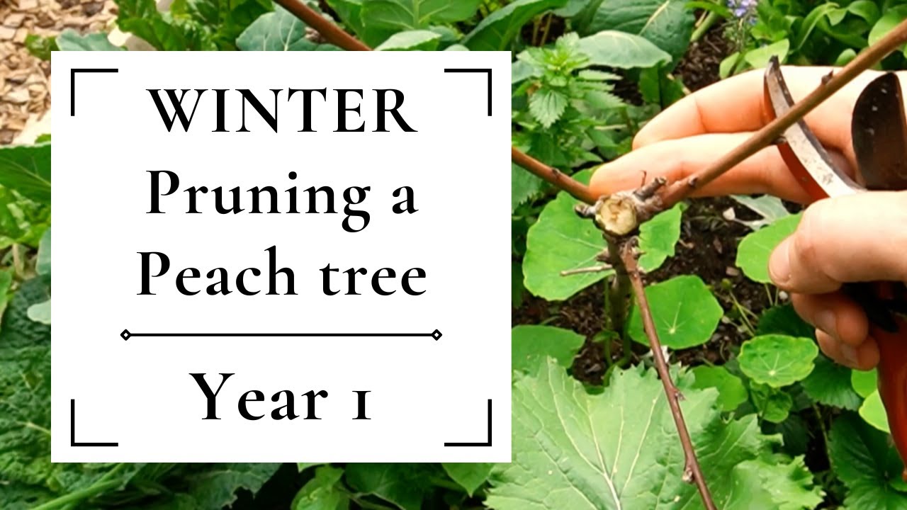 Winter pruning a peach tree | Year ONE 🍑🍑🍑 Creating the primary branch structure
