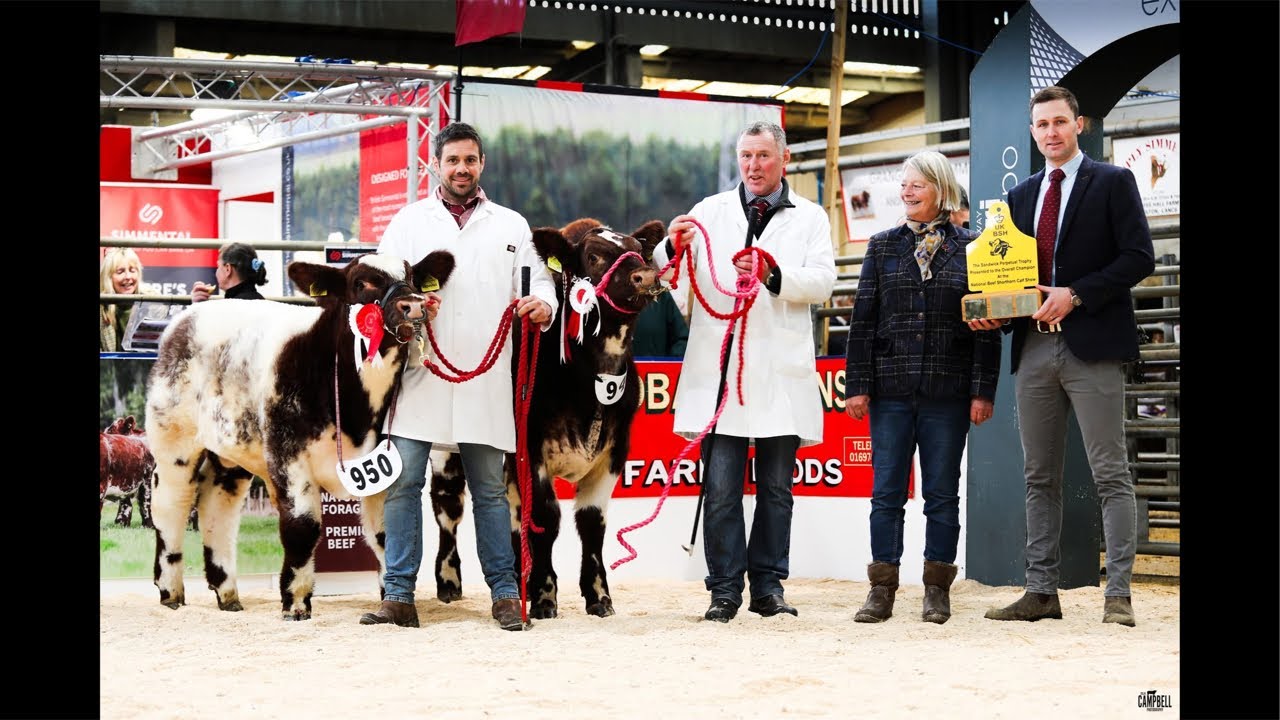Beef Shorthorn Judging at Borderway AgriExpo 8.30am on Friday 31st October’25