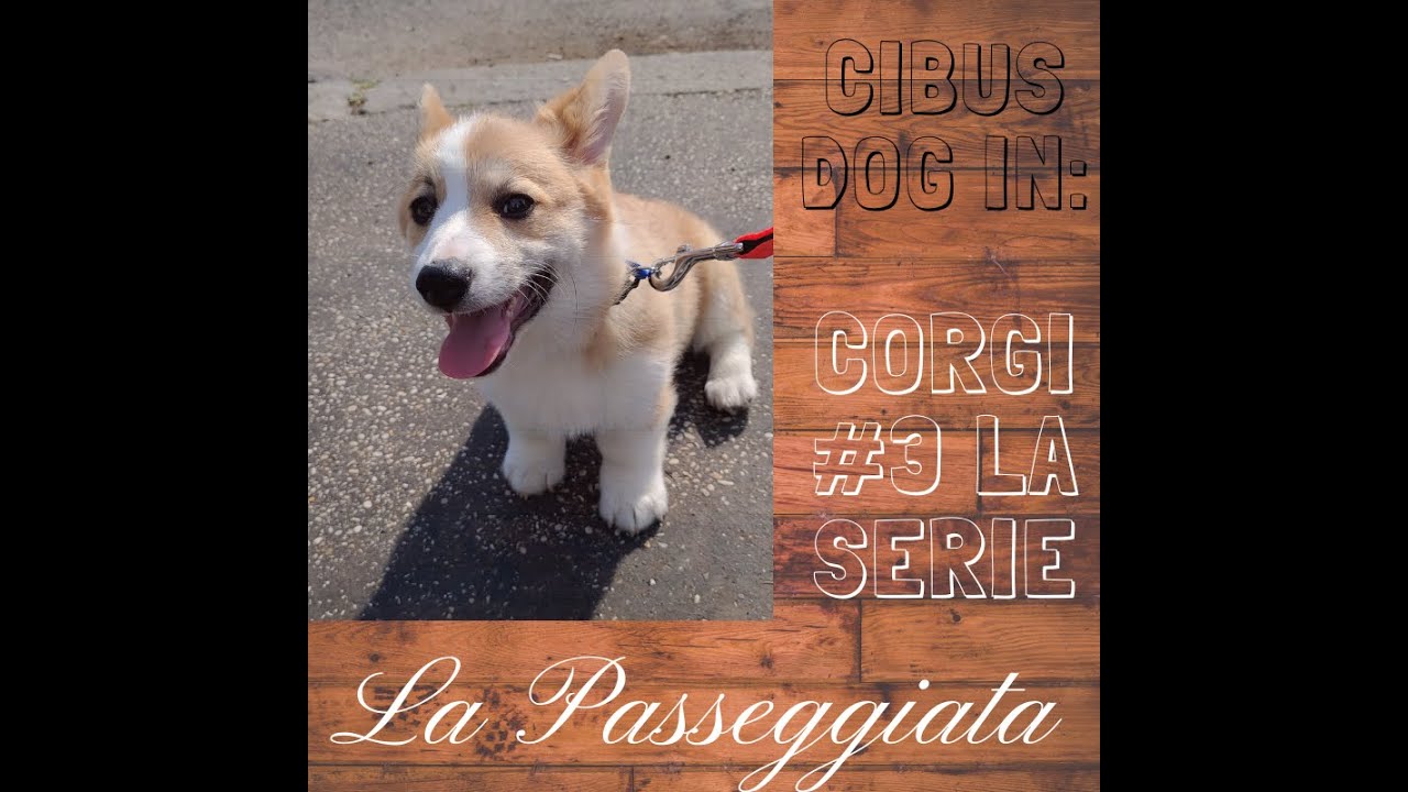 CORGI LA SERIE: EPISODIO #3 LA PASSEGGIATA E IL RAPPORTO CON I GATTI #CORGI #DOG