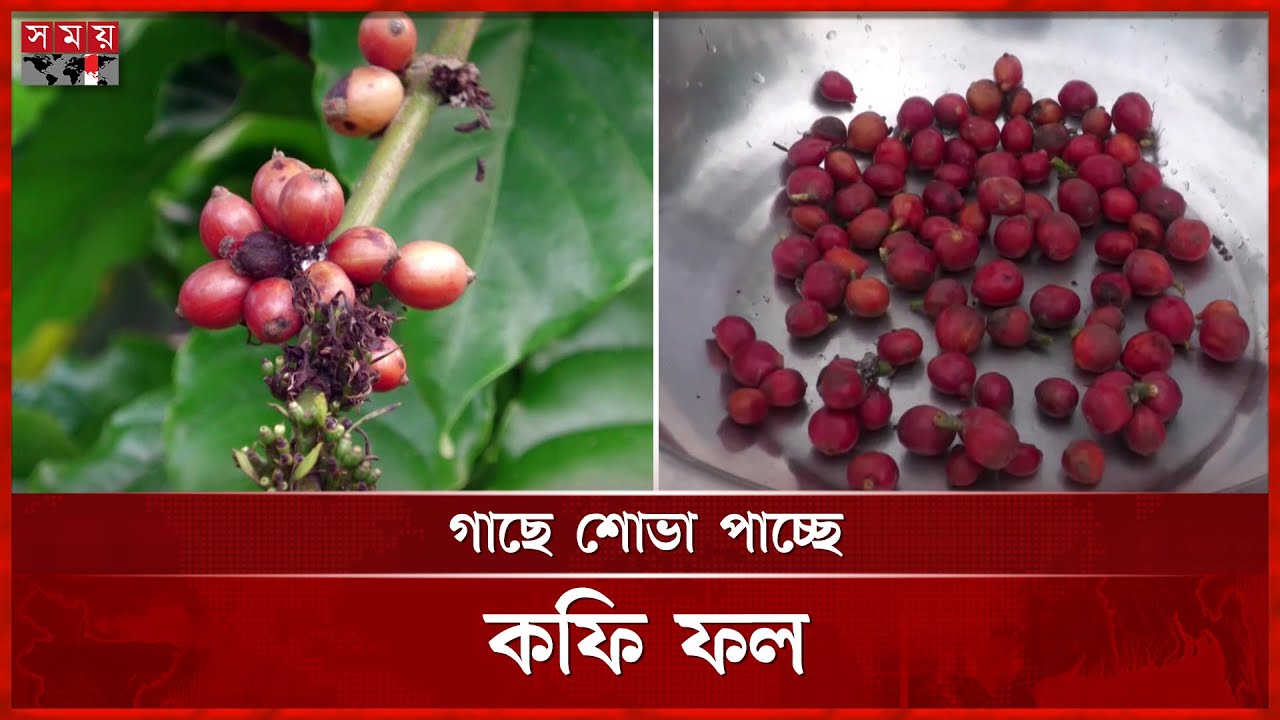 শেরপুরে বাণিজ্যিকভাবে কফি চাষ শুরু | Sherpur | Coffee Cultivation | Somoy TV