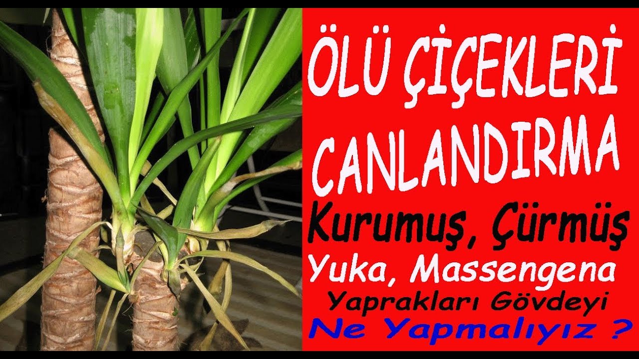 Kurumuş ve çürümüş çiçekleri canlandırma, yuka ve massengena. Animation of dried and rotten flowers,