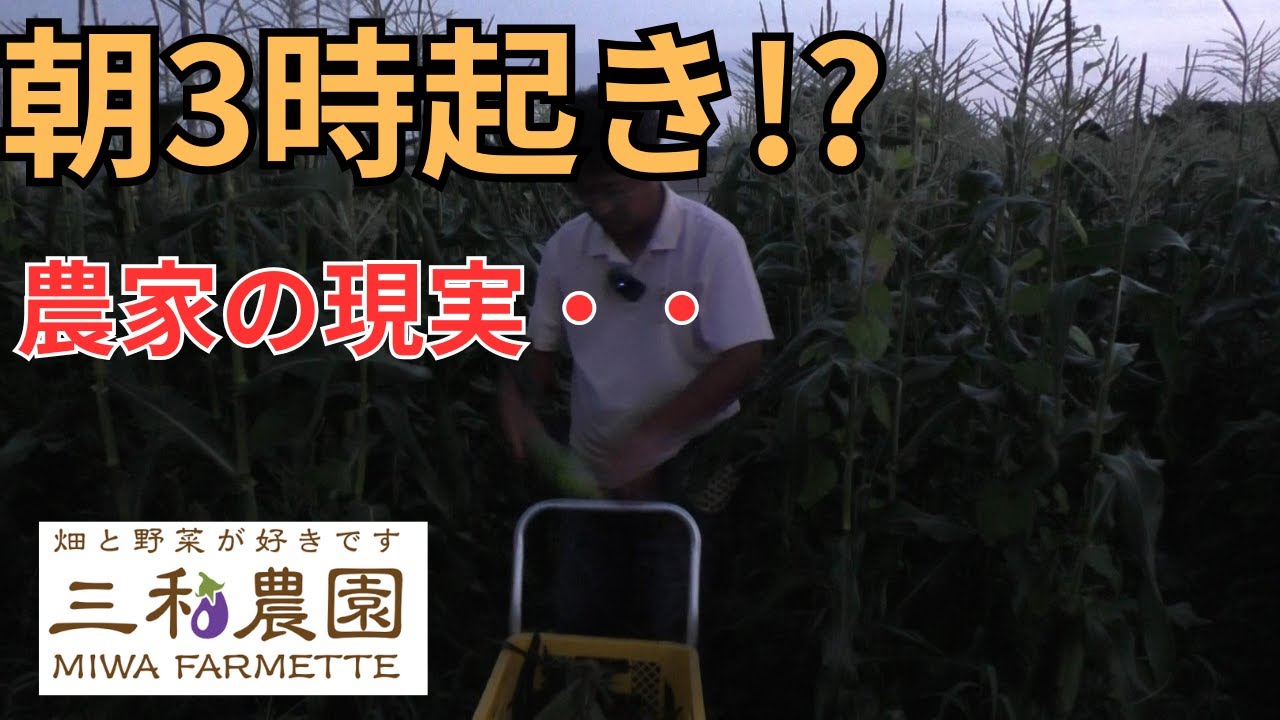 【農家密着24時】真夜中3時起き!?三和農園のリアルな1日に完全密着！（2025.7.14）