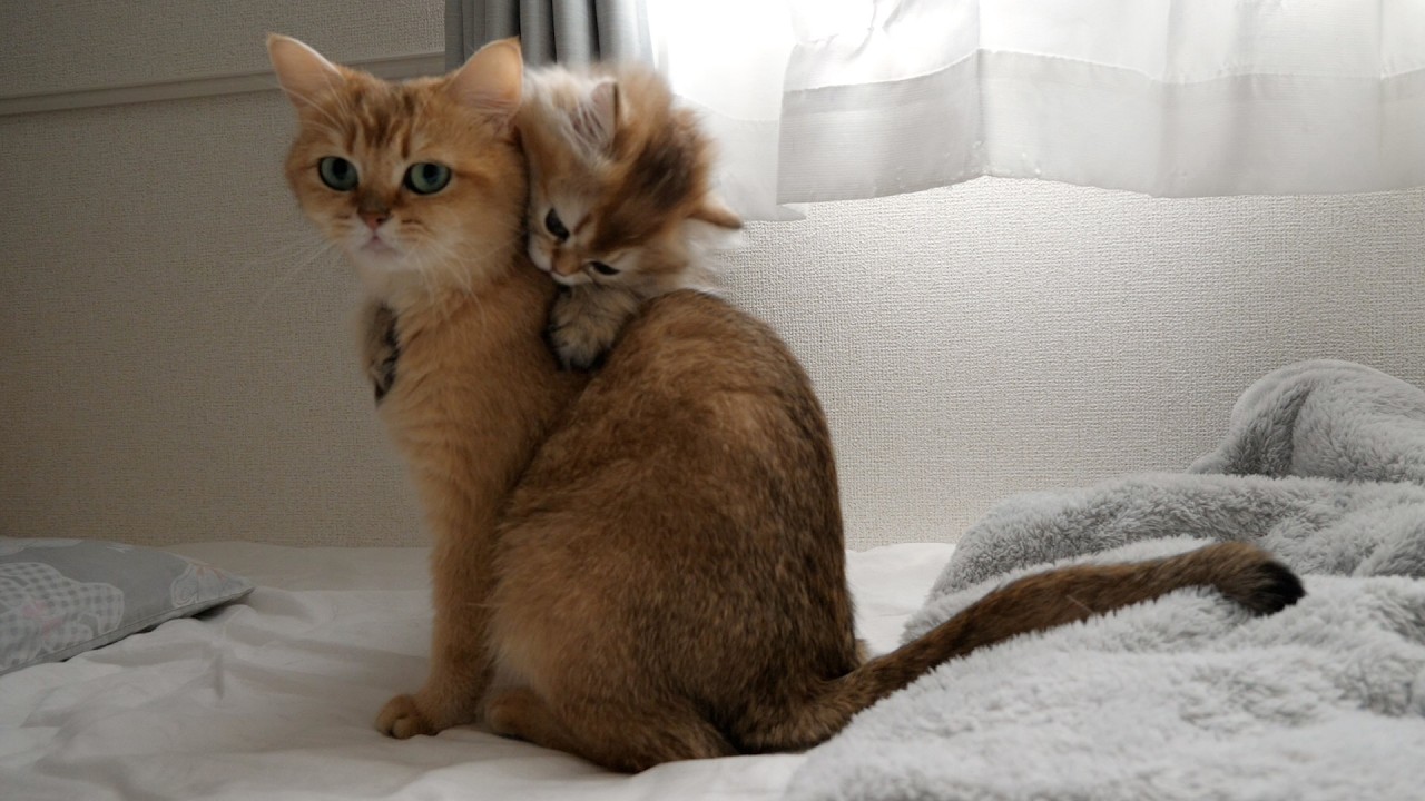 Kitten Latte loves her grandmother cat so much she hugs her from behind.