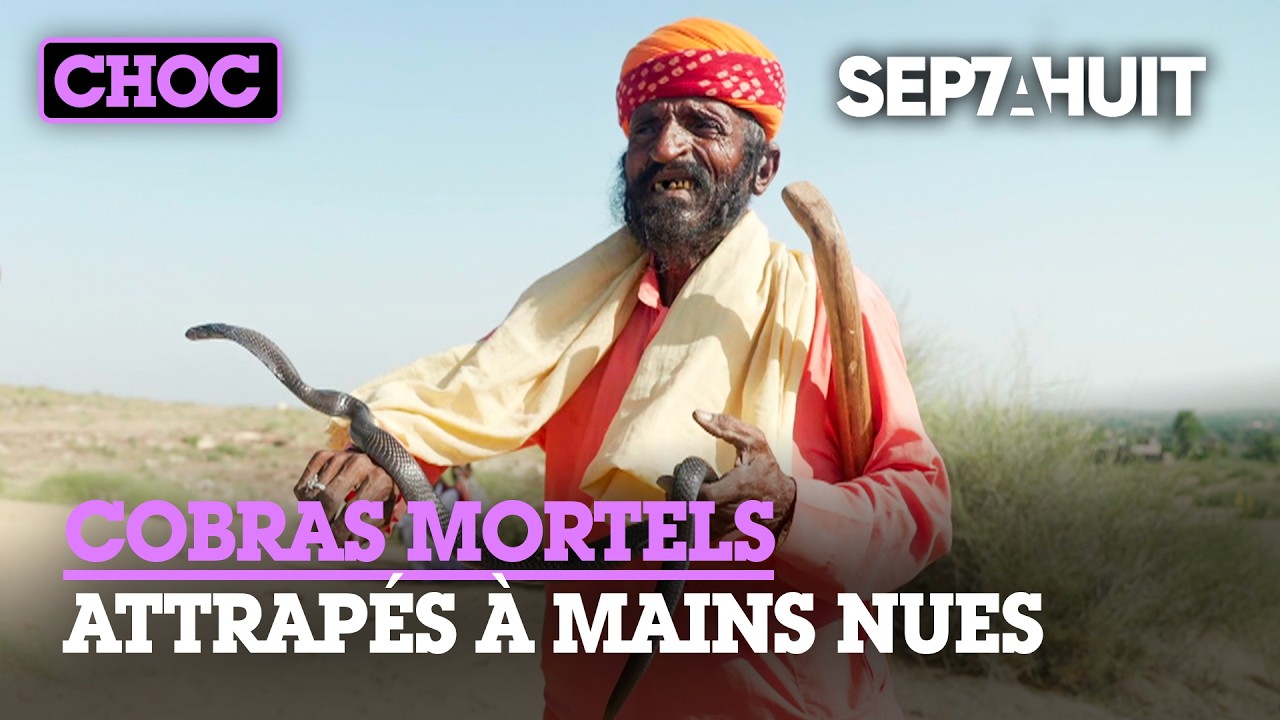 Inde : au pays des charmeurs de serpents | Sept à Huit