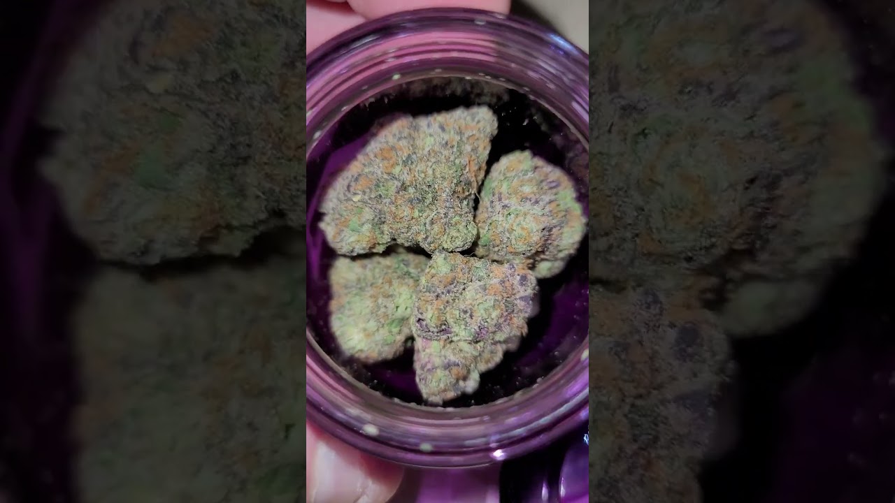 wizard trees zoap indoor strain 🤯🤯🤯🤯🤯🔥💯🙏😇👏