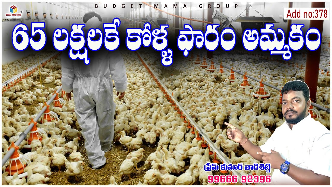 Add no : 378 - 65 లక్షలకే  కోళ్ళఫారం అమ్మకానికి  కలదు - ఎకరం పదమూడు  సెంట్లు - బోర్ ఉంది - మీ కోసమే