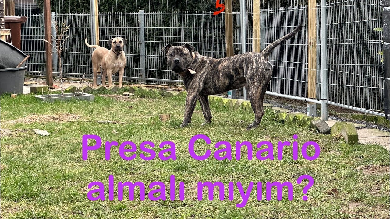 Her ırk köpek dört dörtlüktür / Presa Canario savaşları / Eğitmenler kinolog değildir