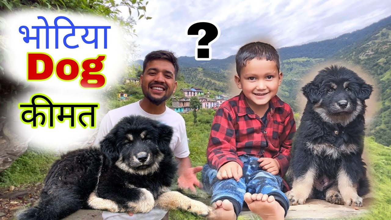पहाड़ों का शेर भोटिया कुत्ता कीमत देखकर ! हैरान रह जाएंगे 😲 Himalayan bhotiya Dog 🐶 कहां मिलते हैं।