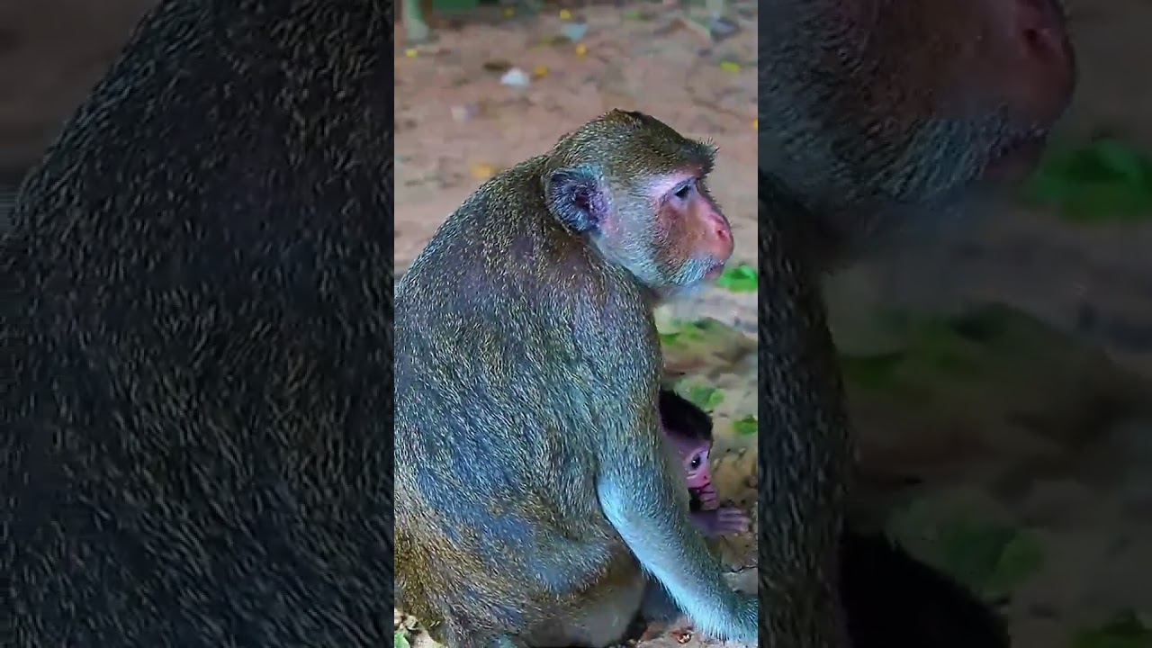 Sweet Baby Monkey Cuddles with Mom 🥰 #CuteMonkey