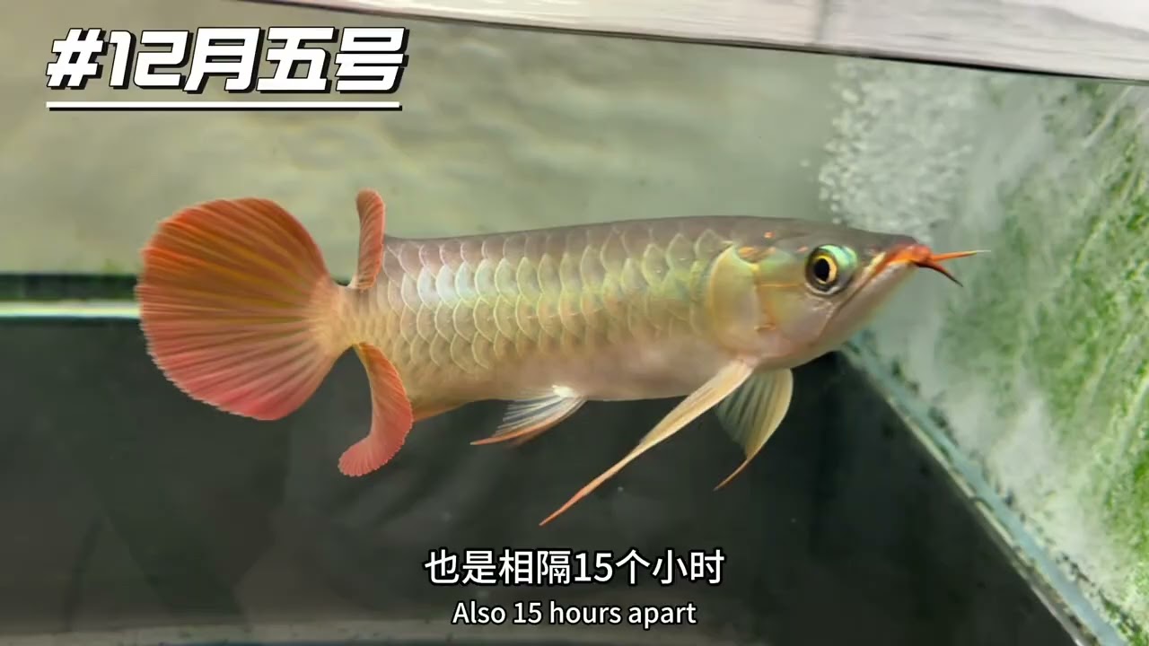 龙鱼兜嘴改善（第一集，一共三集）