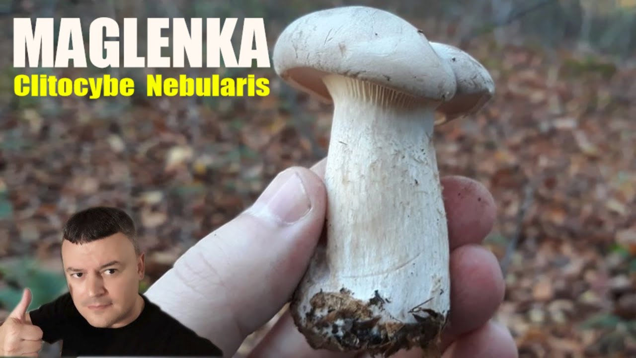 🍄 Gljiva Maglenka - Lat. Clitocybe Nebularis - Eng. Clouded Agaric