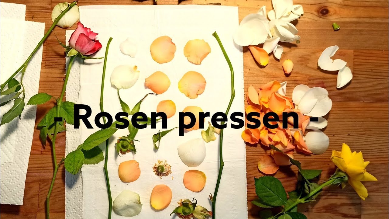 So presst du Rosen 🌹Schritt für Schritt