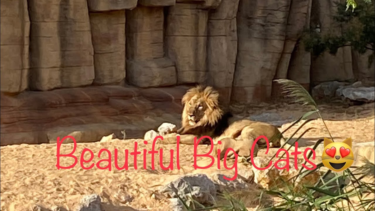 Big Cats | Lion | Tiger | Leopard #barcelona #zoo #bigcat #cuteanimals