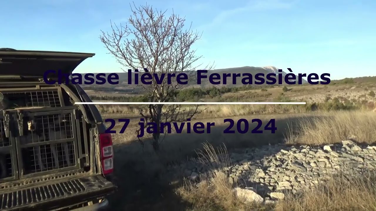Chasse lièvre  27 janvier 2024. Chiens courants Ariégeois en Drôme Provençale