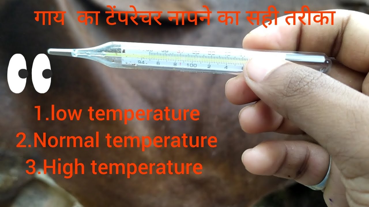 How to check cow's body temperature fever with mercury thermometer