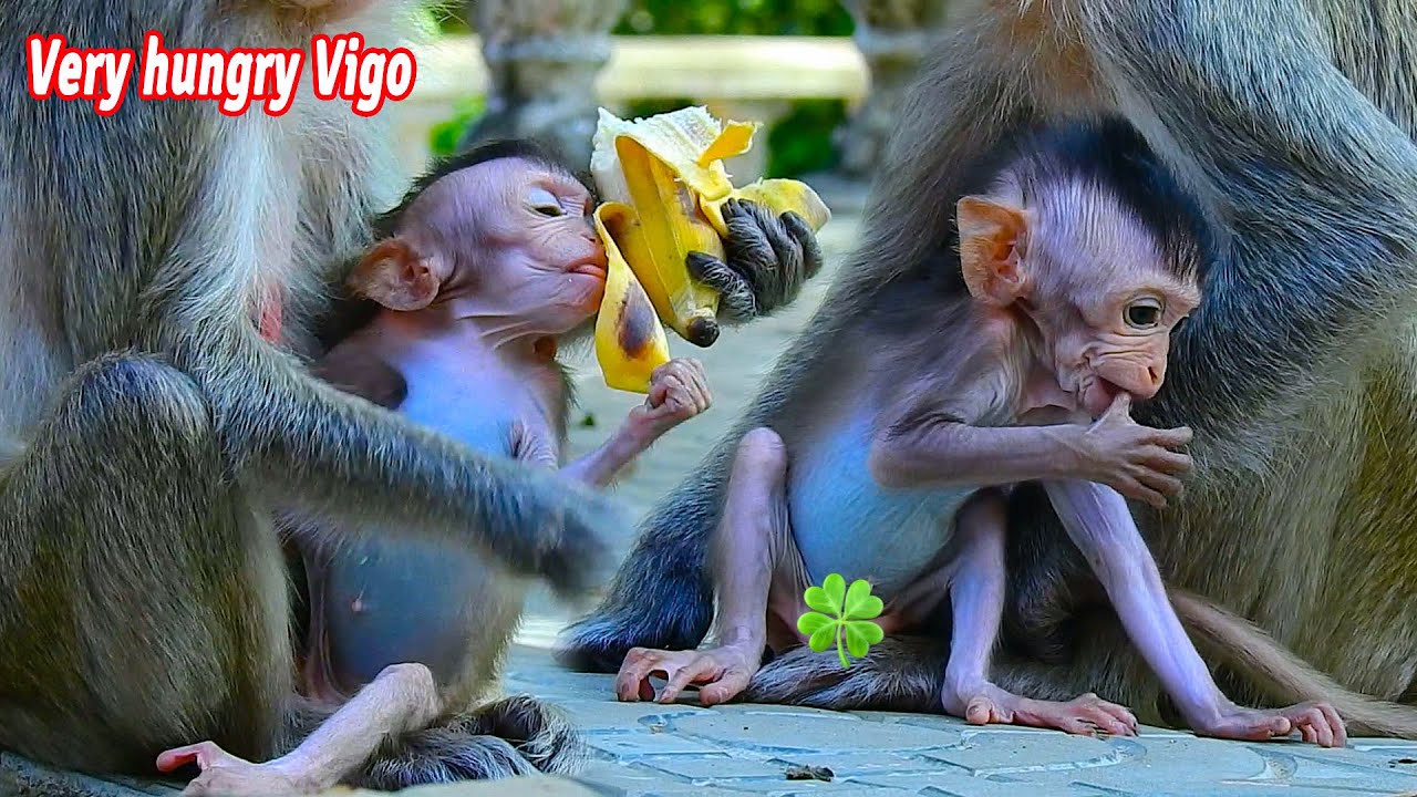 Very pitiful adorable poor wildlife baby Vigo still trying hard to catch food & need drink much milk