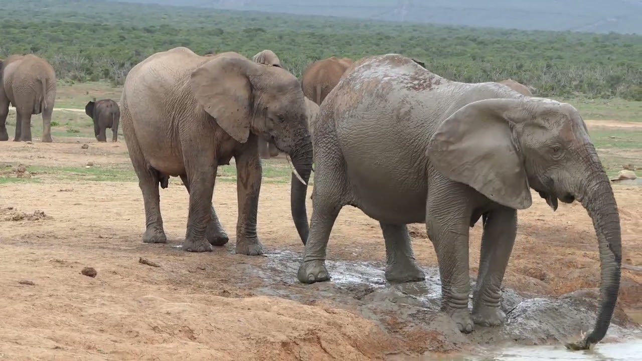 Addo National Park