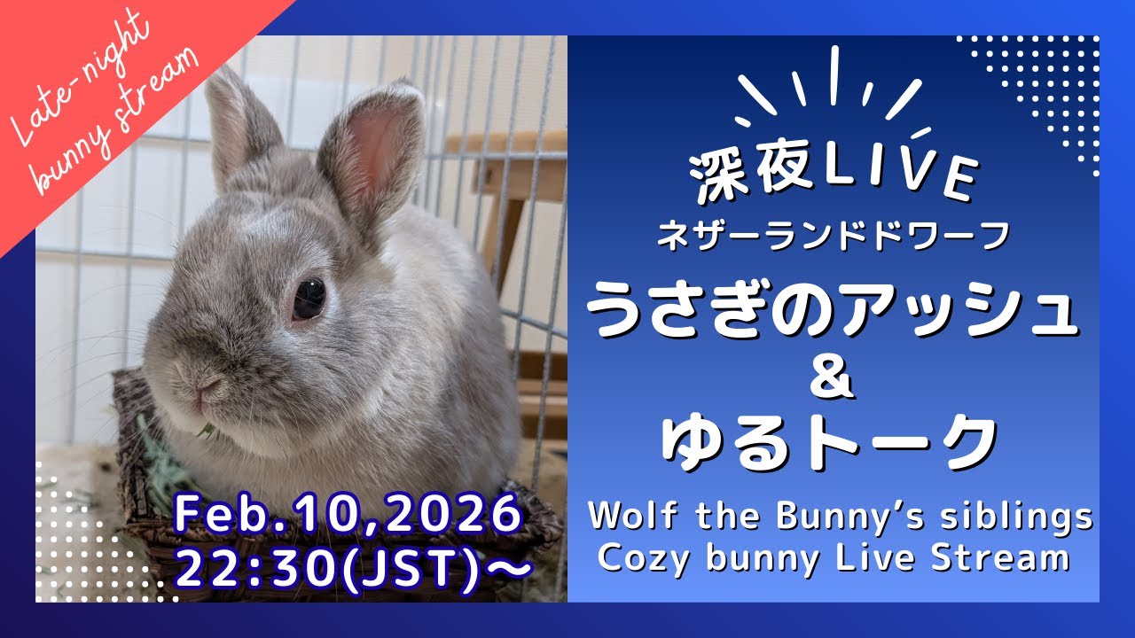 【深夜LIVE】うさぎのまったり部屋んぽタイム｜静かな夜の癒し配信　2026/2/10　Netherland Dwarf Bunny at Night