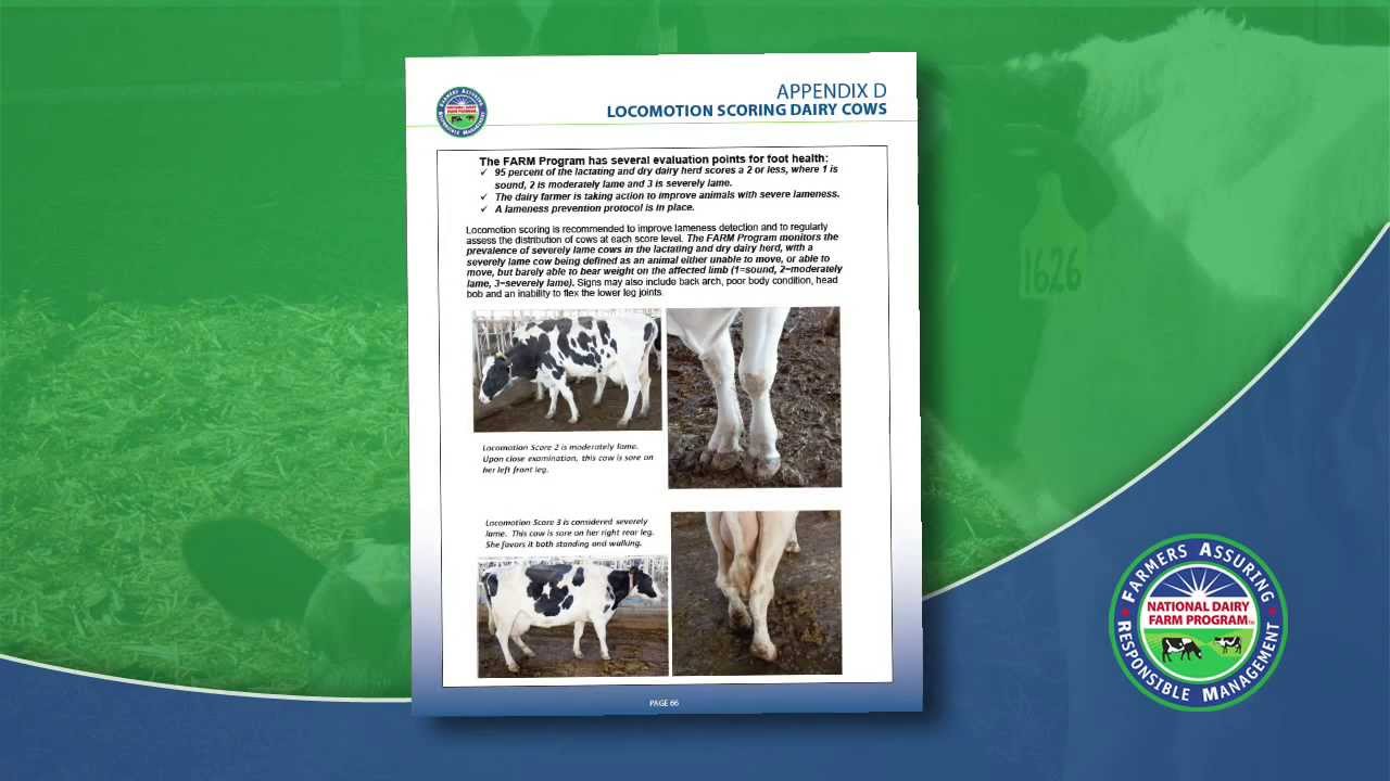 How to Locomotion Score a Dairy Cow (2013)